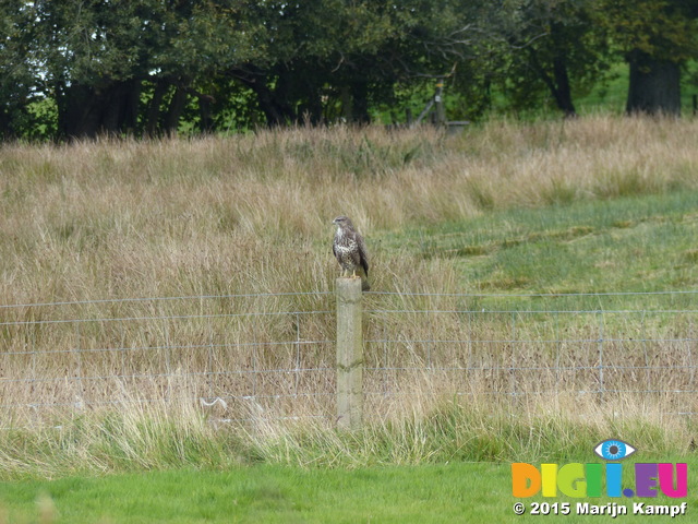 FZ023688 Buzzard (Buteo buteo) on pole